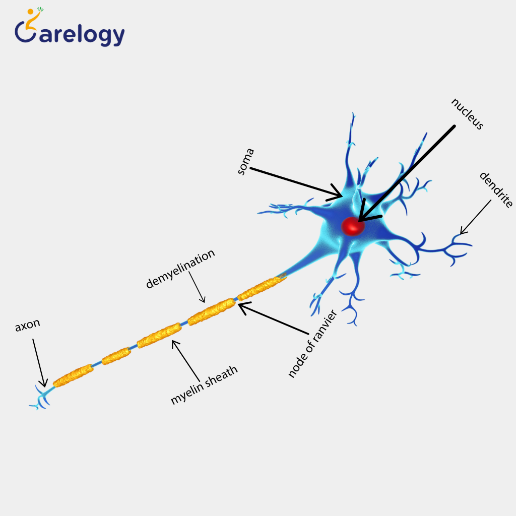 a-guide-to-how-do-you-get-motor-neurone-disease